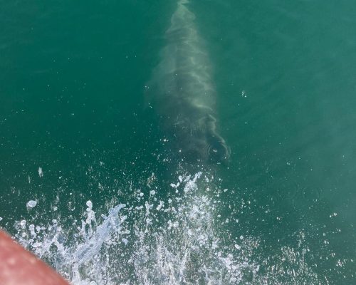 441885552_765728749091356_2468891073168280793_n