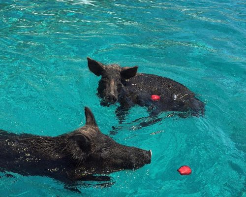 WhatsApp Image 2025-08-06 at 14.51.07